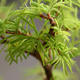 Pseudolarix - Pseudolarix