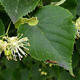 Tiglio - Tilia