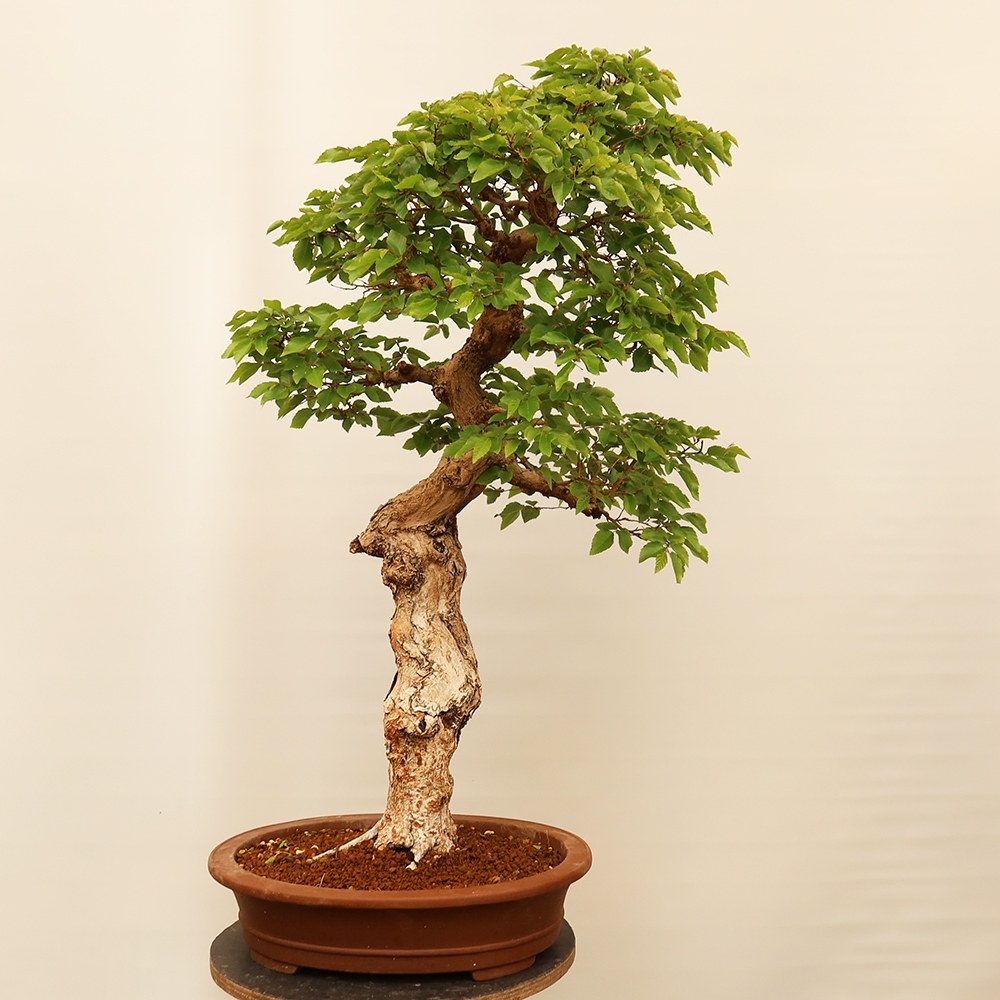 Bonsai da esterno -Carpinus Coreana - Carpino coreano