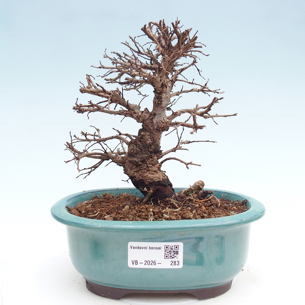 Bonsai da esterno - Zelkova - Zelkova NIRE