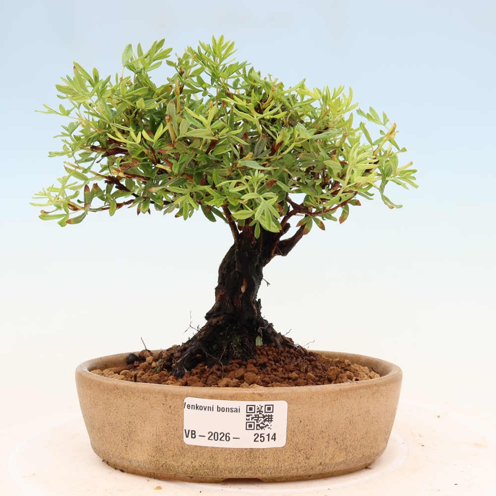 Bonsai da esterno - Potentila fruticosa