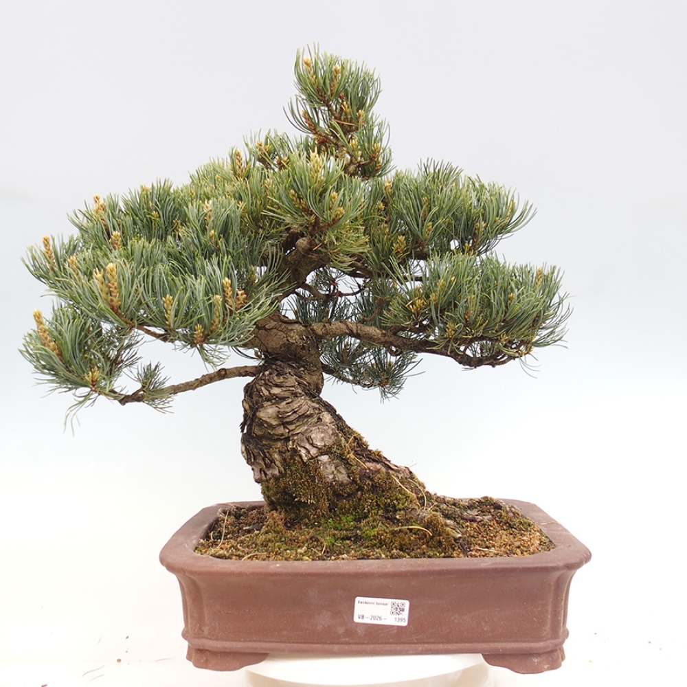 Bonsai da esterno - Pinus parviflora - Pinus parviflora