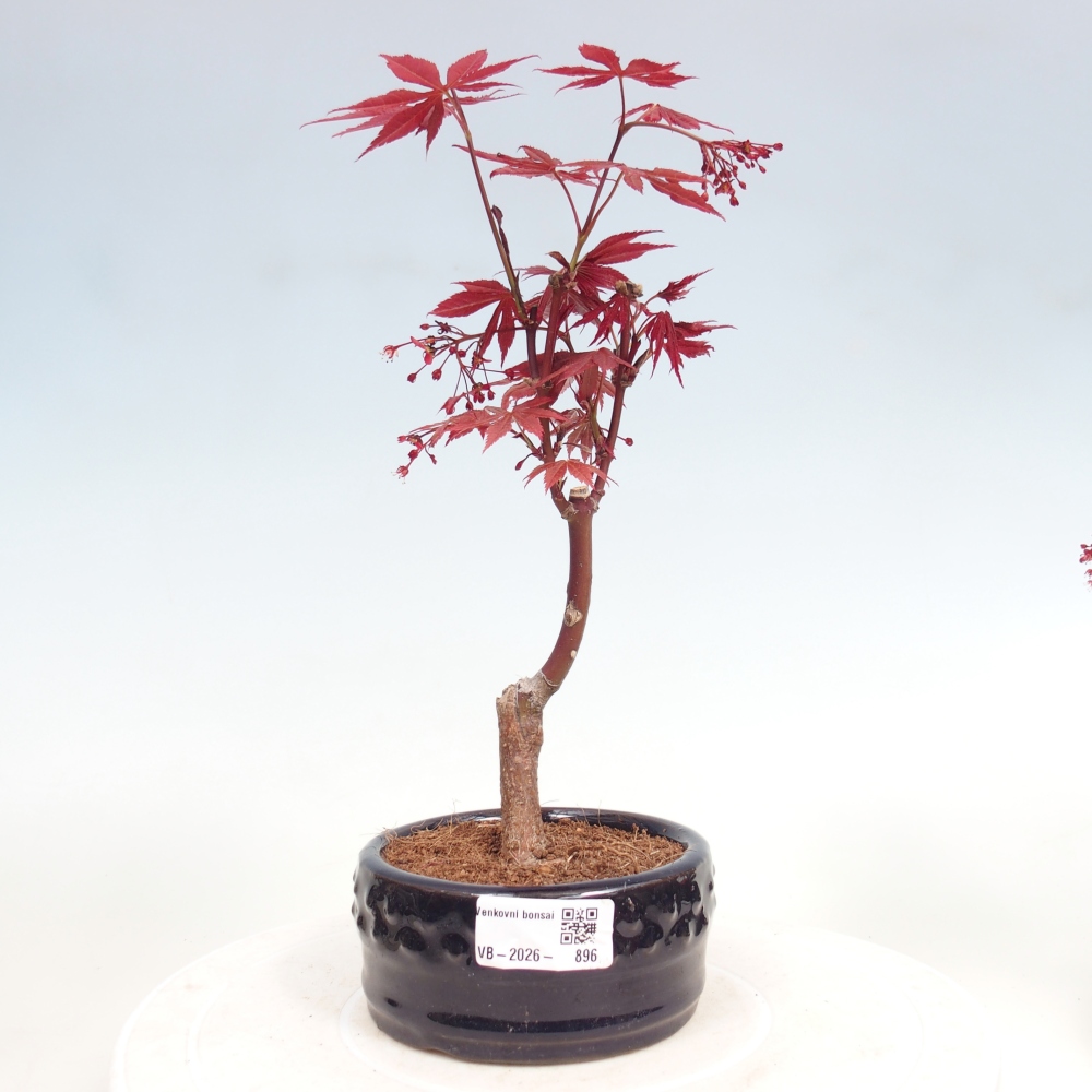 Bonsai da esterno - Palma Acer. Atropurpureum-Javor palmate