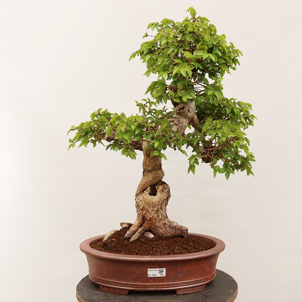 Bonsai da esterno -Carpinus Coreana - Carpino coreano