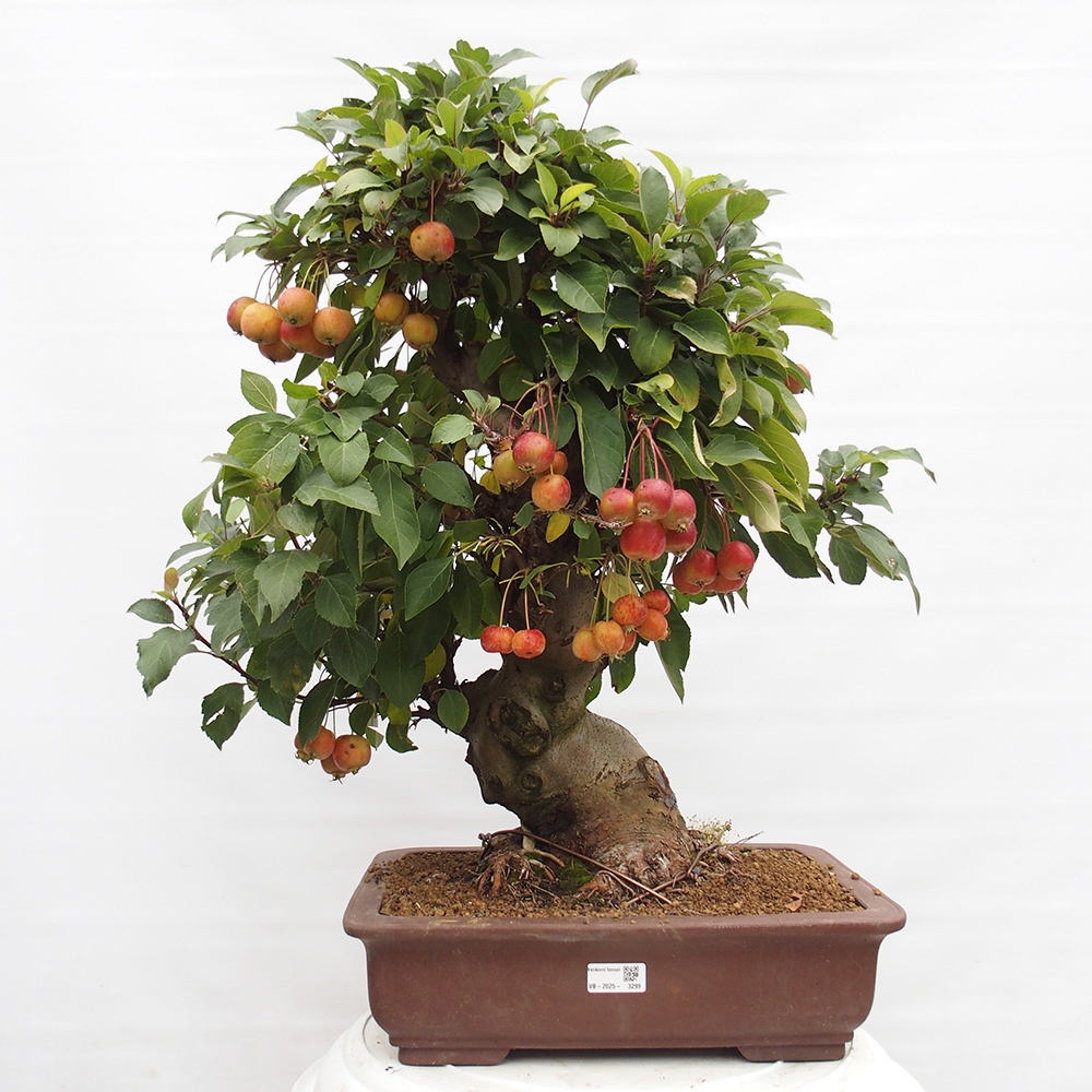 Bonsai da esterno -Malus halliana - Melo a frutto piccolo