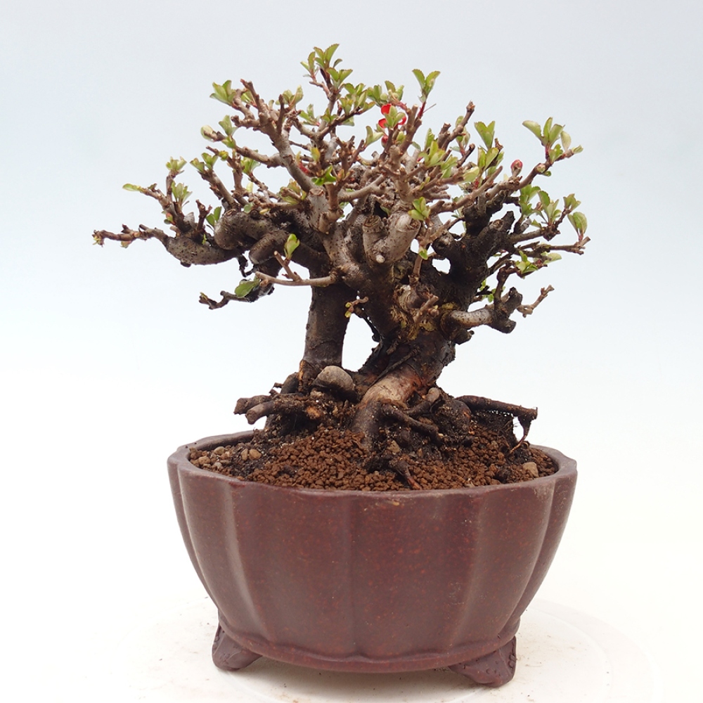 Bonsai da esterno - Chaneomeles speciosa - Cotogno