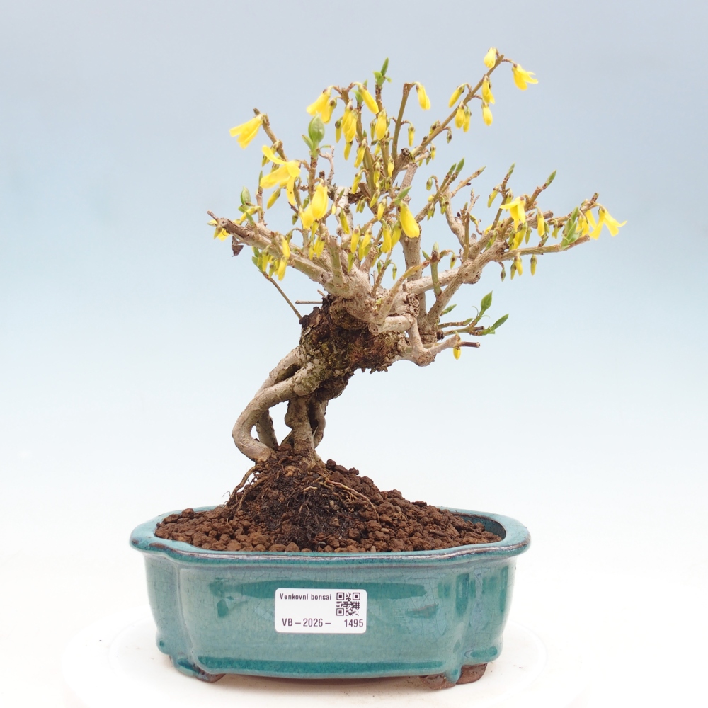 Bonsai da esterno - Zlatice - Forsythia koreana
