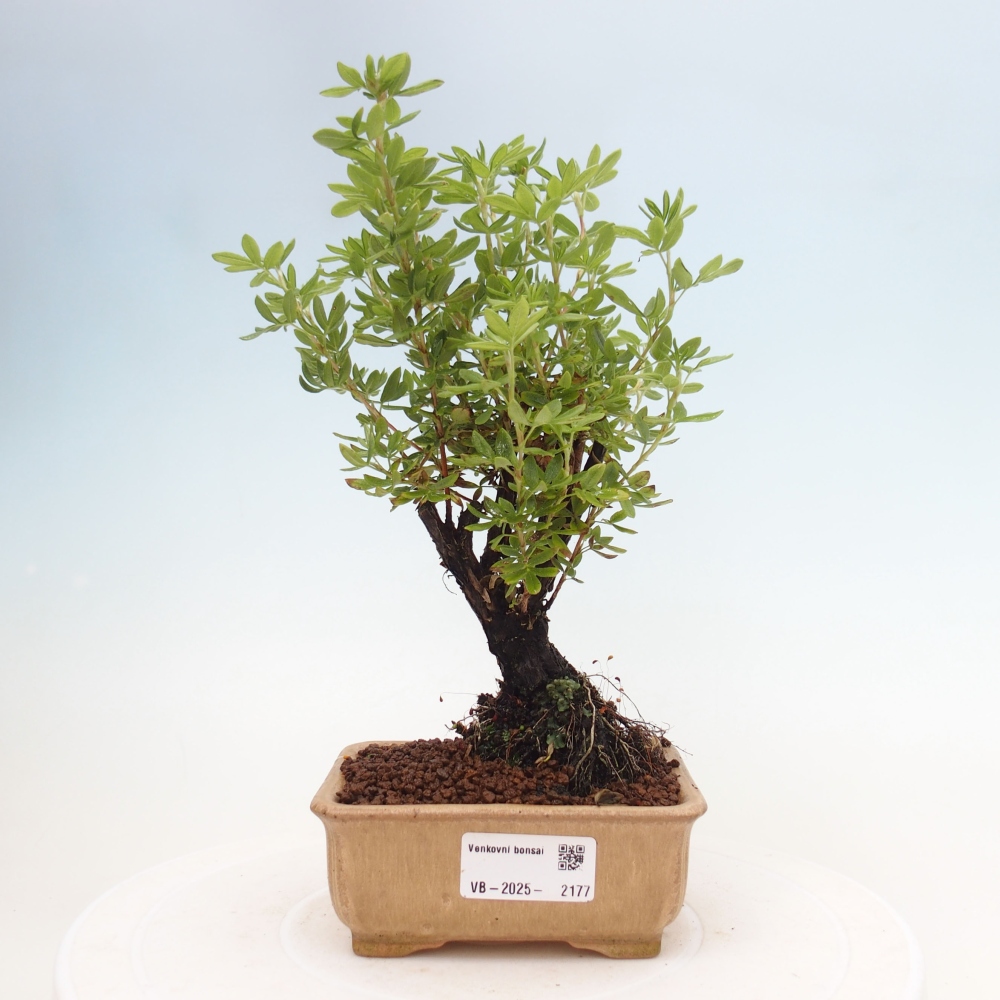 Bonsai da esterno - Potentila fruticosa yellow Bird