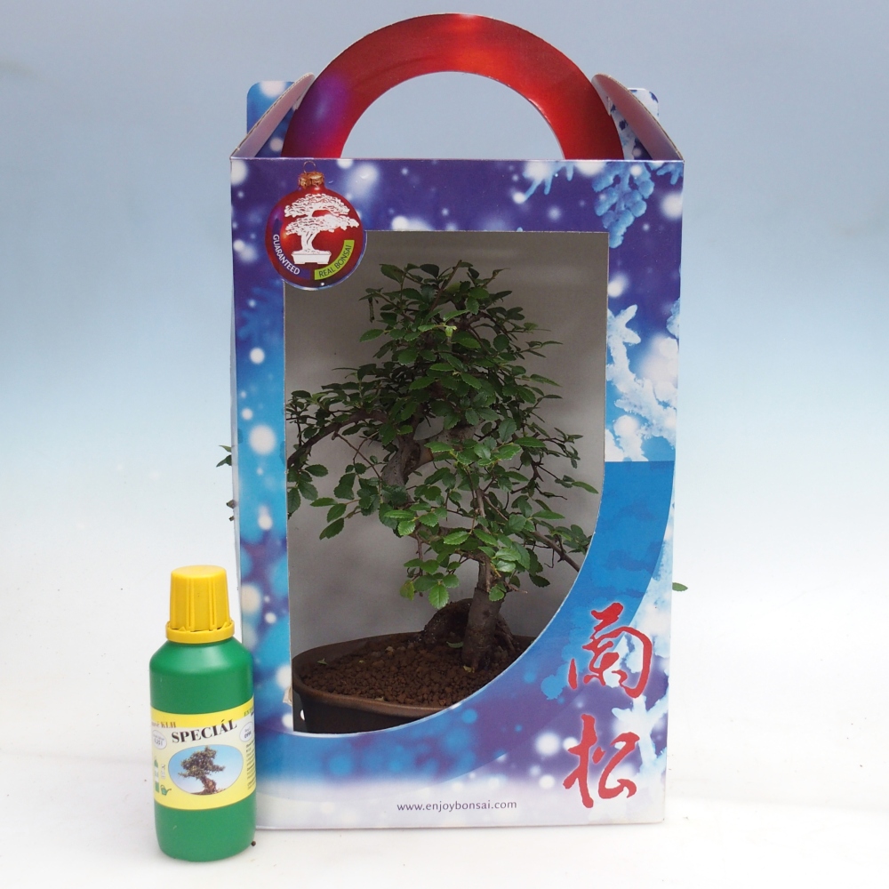 Ulmus parvifolia - olmo cinese