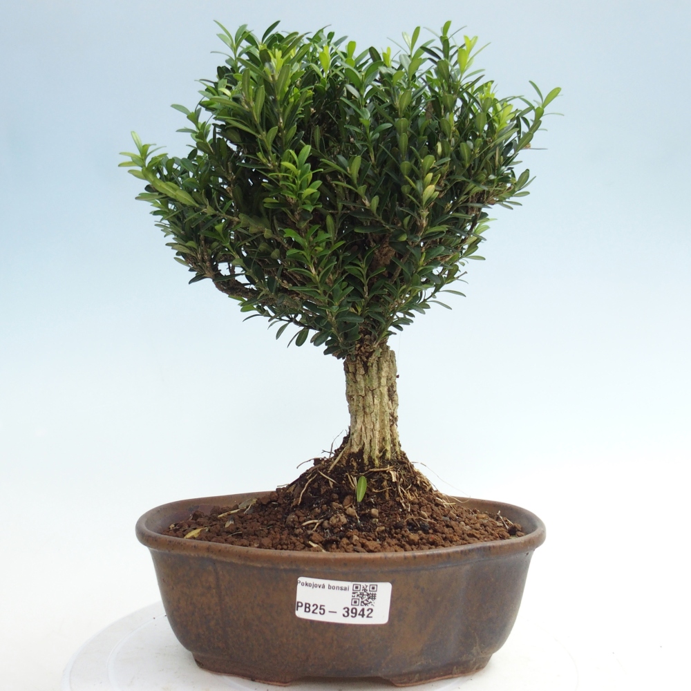 Camera bonsai - Buxus harlandii - buxus da sughero
