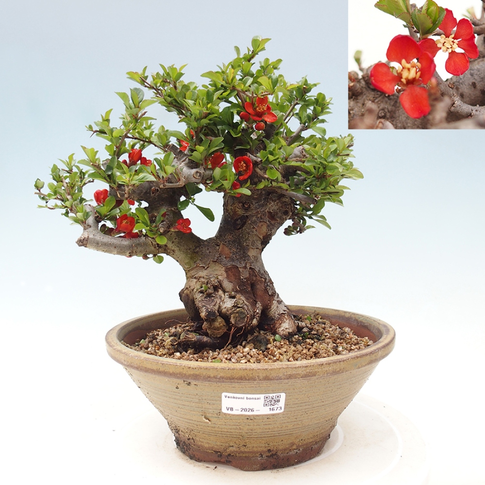 Bonsai da esterno - Chaneomeles speciosa - Cotogno