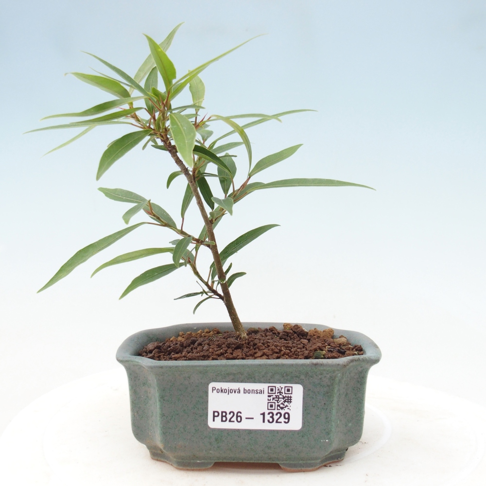 Camera bonsai - Ficus nerifolia - ficus a foglie piccole