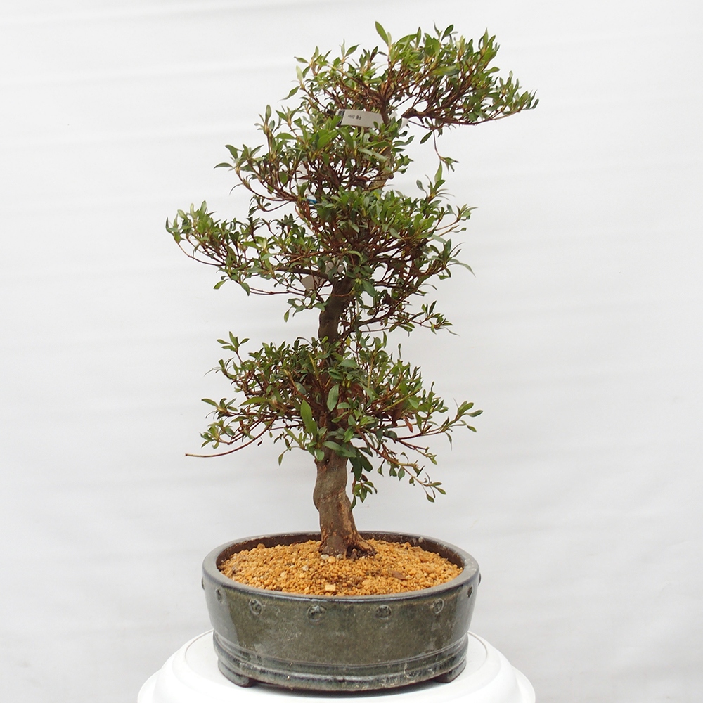 Bonsai da esterno - Azalea giapponese - Azalea CHIHIRO