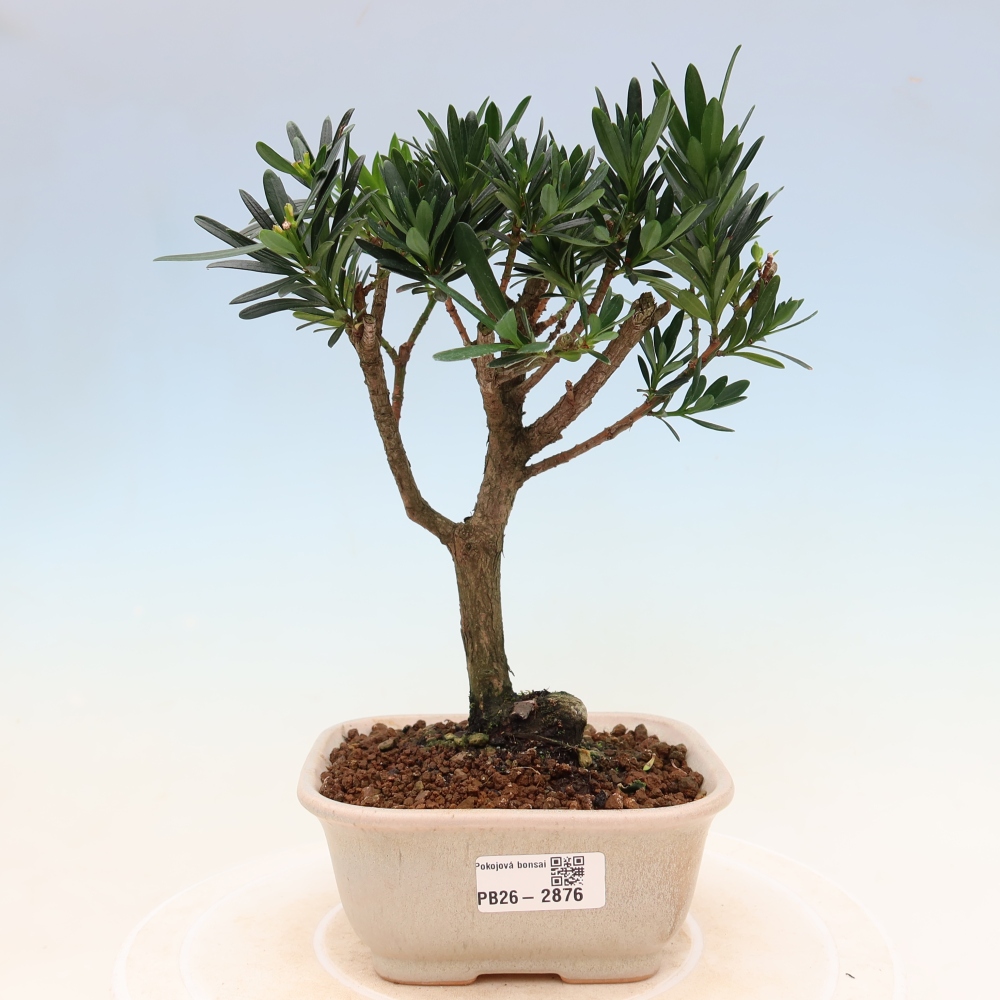 Camera bonsai - Podocarpus - Tasso delle pietre