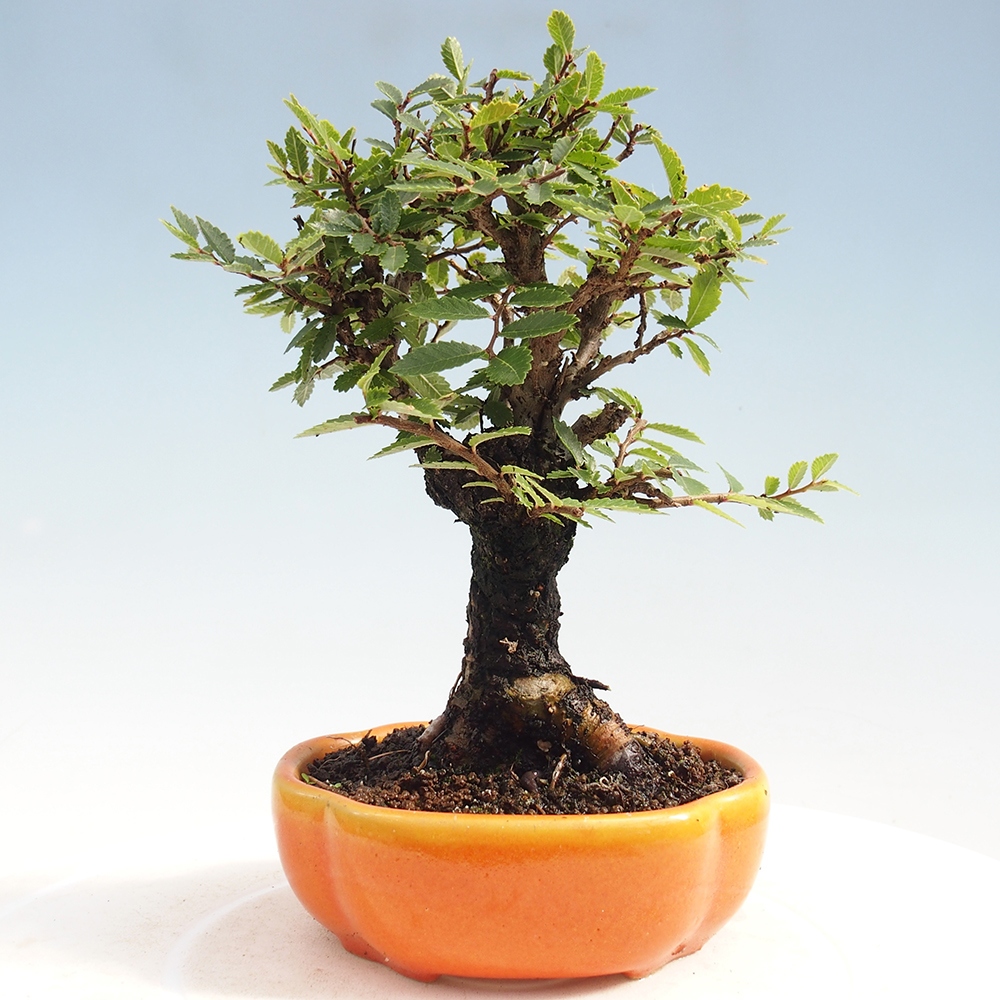 Bonsai da esterno - Zelkova - Zelkova NIRE