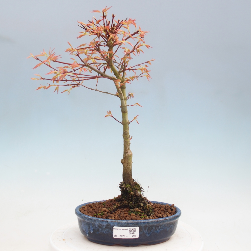Acero norvegese - Acer palmatum Beni Tsukasa
