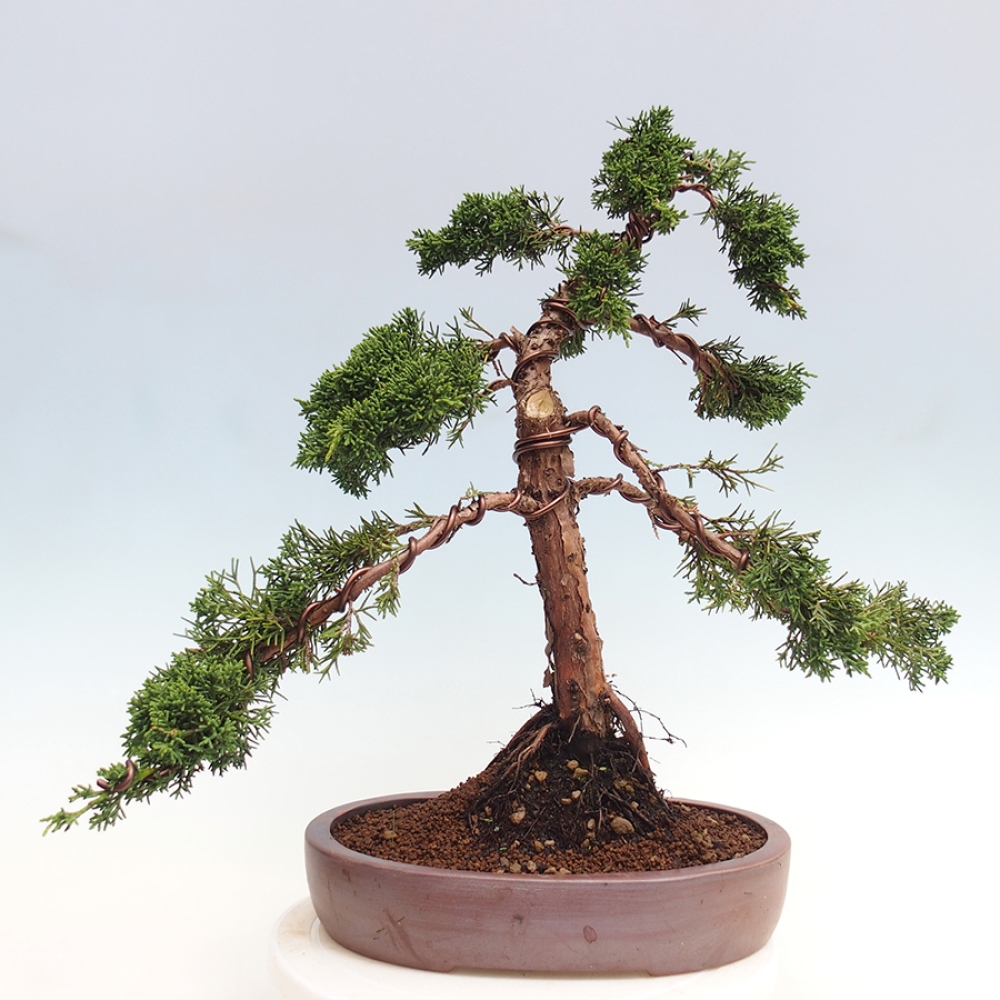 Bonsai da esterno - Juniperus chinensis Kishu