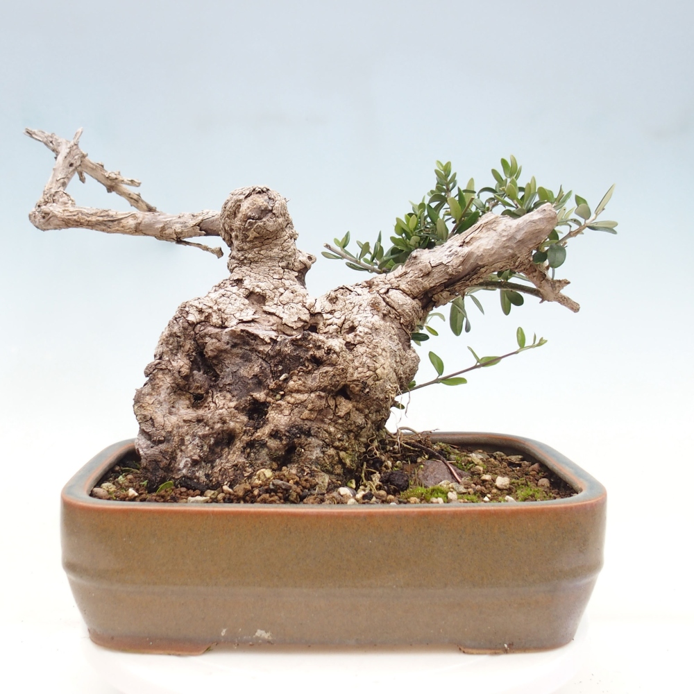 Bonsai da interno - Olea europaea sylvestris