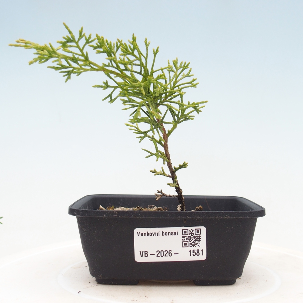 Bonsai da esterno - Juniperus chinensis Itoigawa