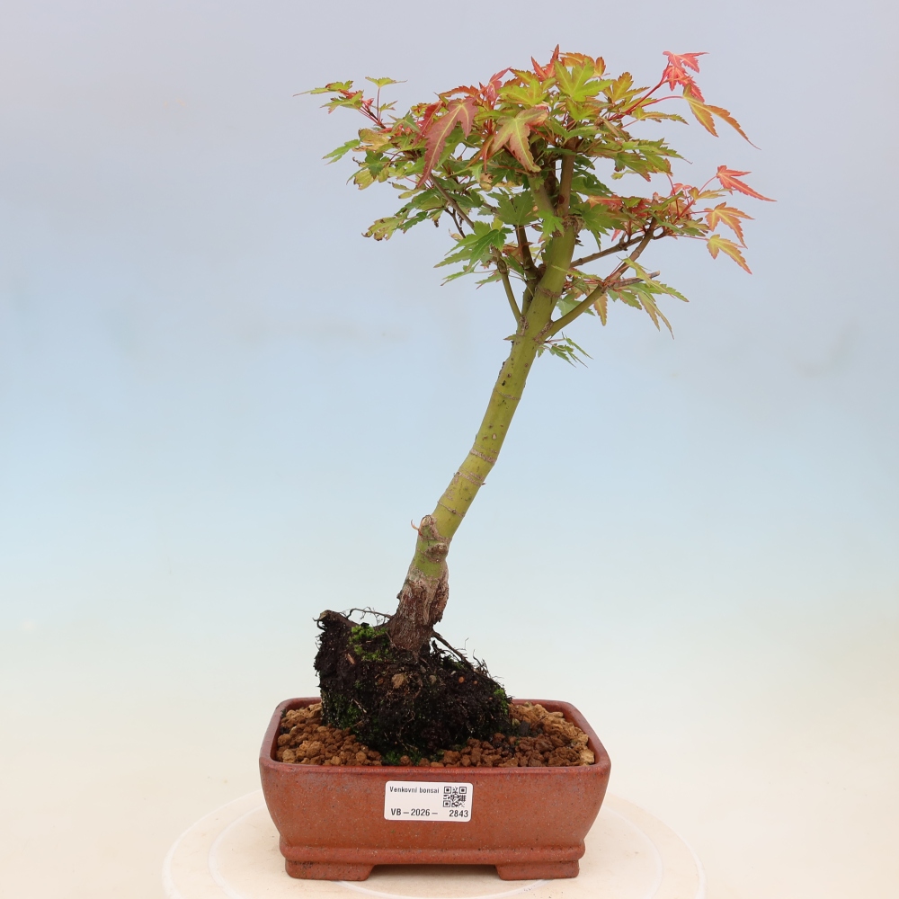 Acero norvegese - Acer palmatum Beni Tsukasa