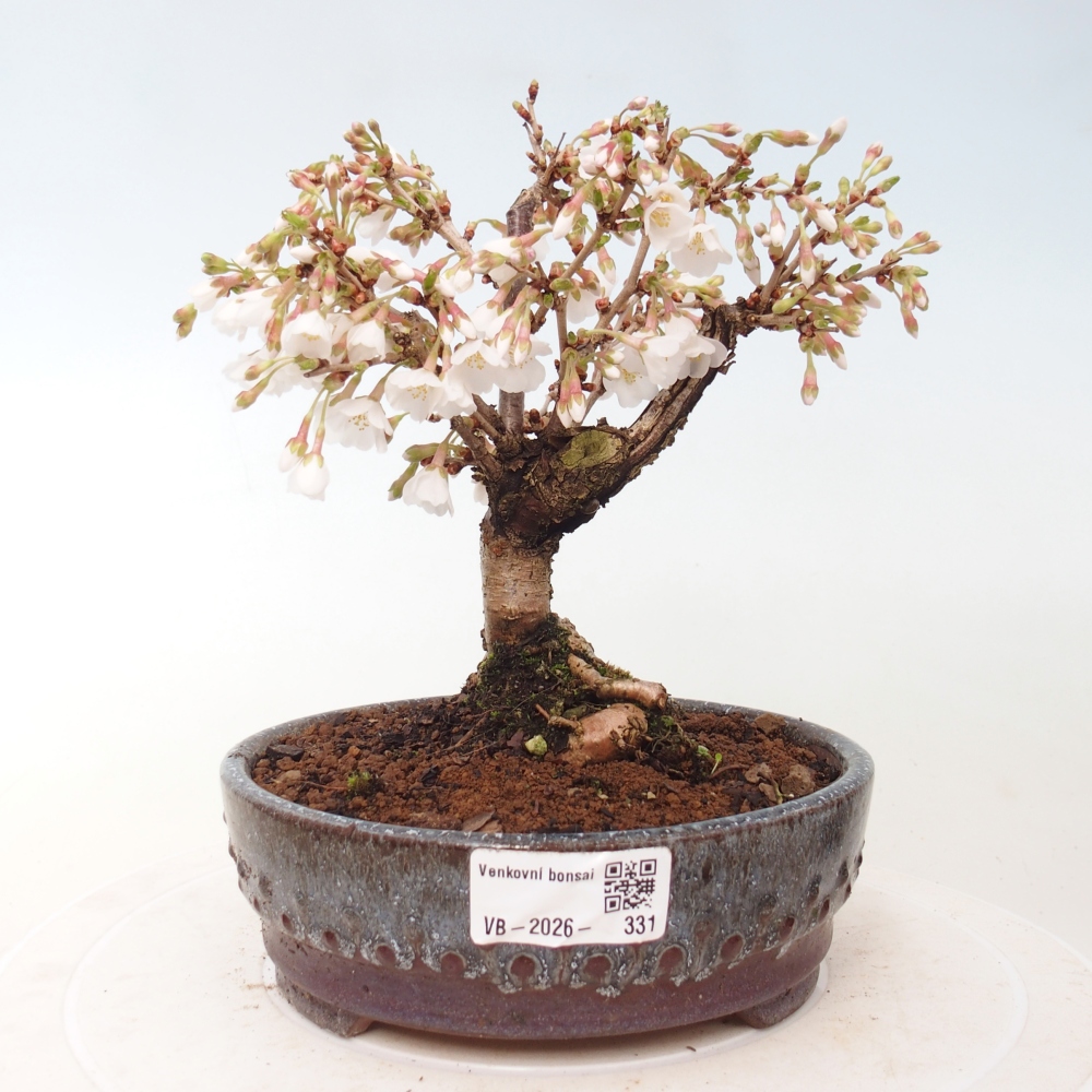 Bonsai da esterno - Prunus incisa Kojou-no mai-Plivon ritagliato