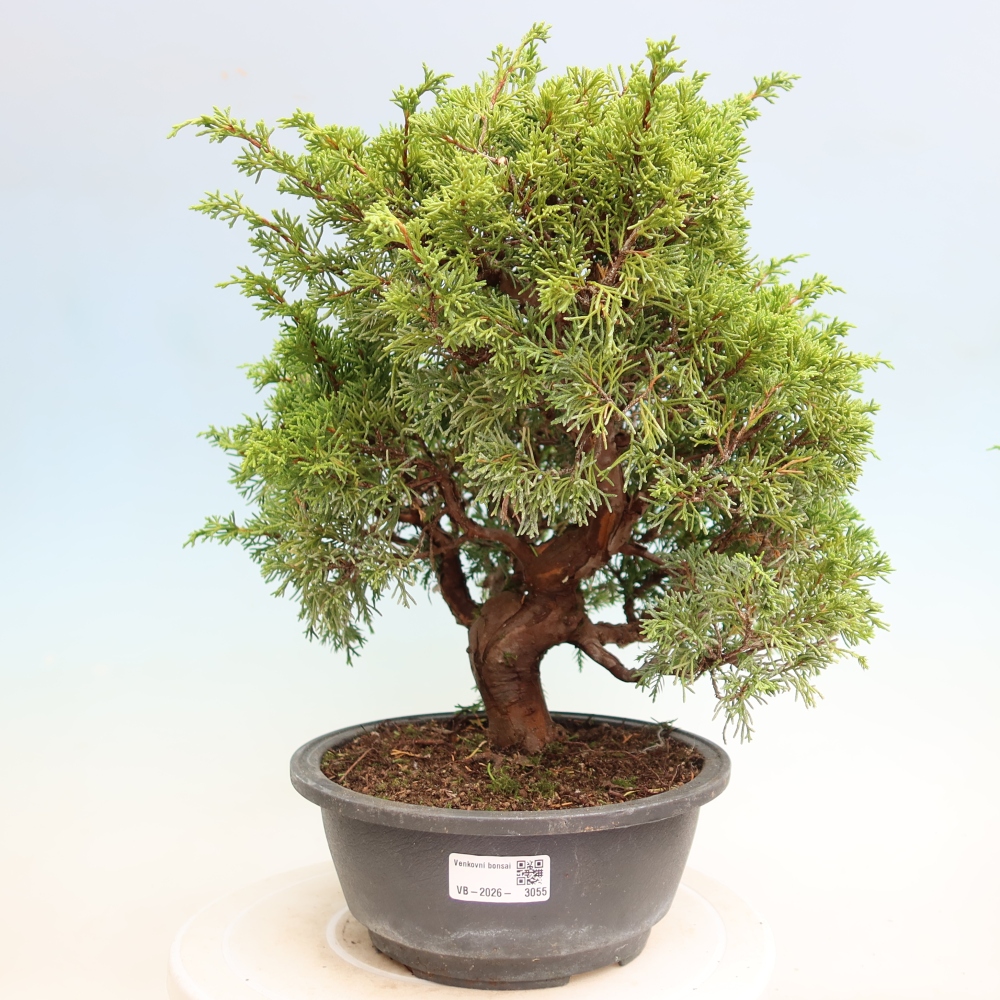 Bonsai da esterno - Juniperus chinensis Itoigawa-Juniperus chinensis