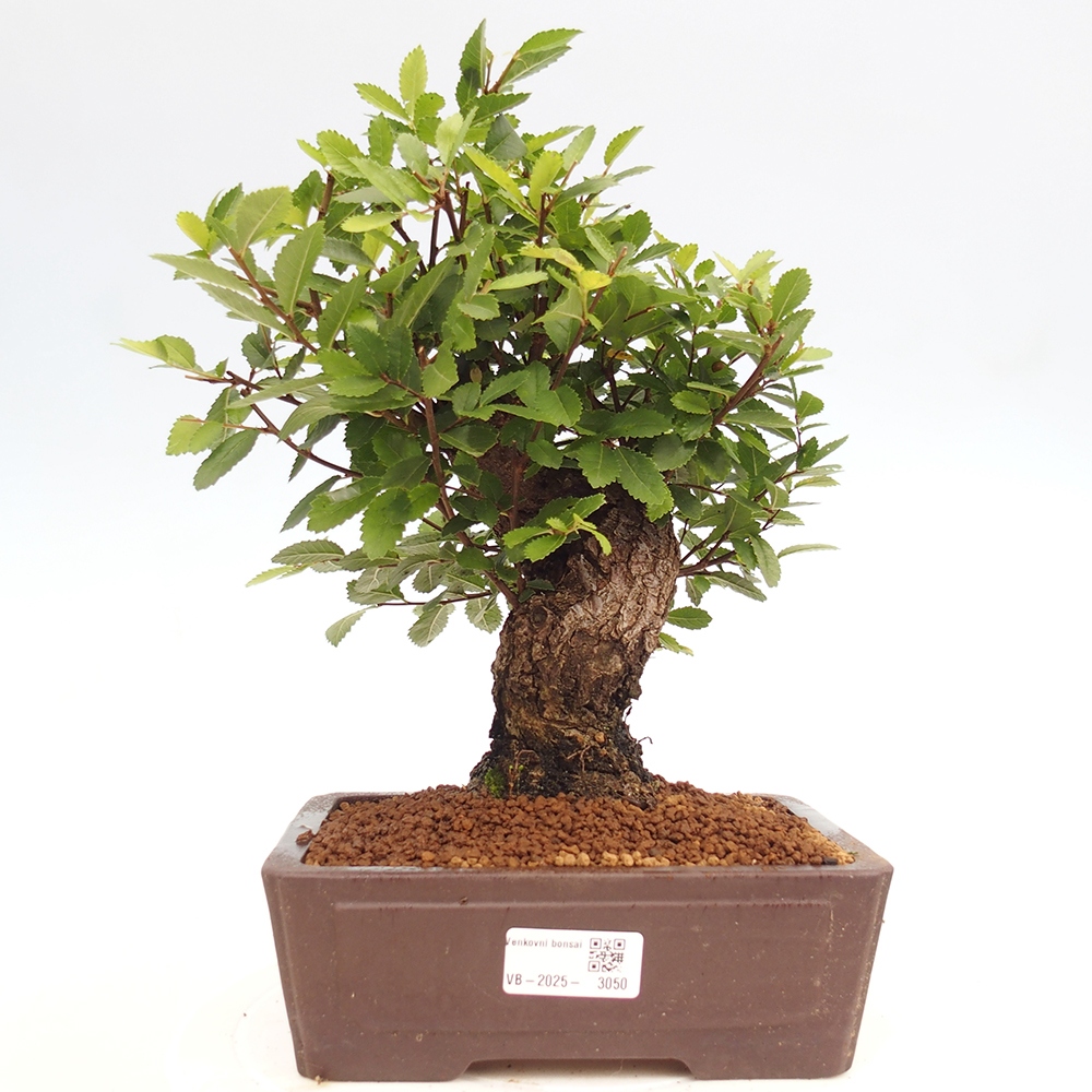Bonsai da esterno - Zelkova - Zelkova NIRE