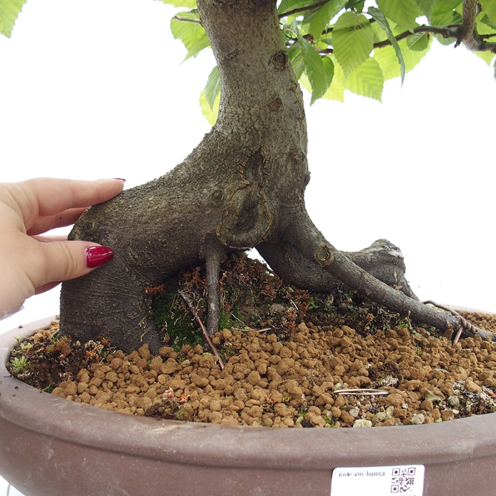 Bonsai da esterno - Carpino - Carpinus betulus