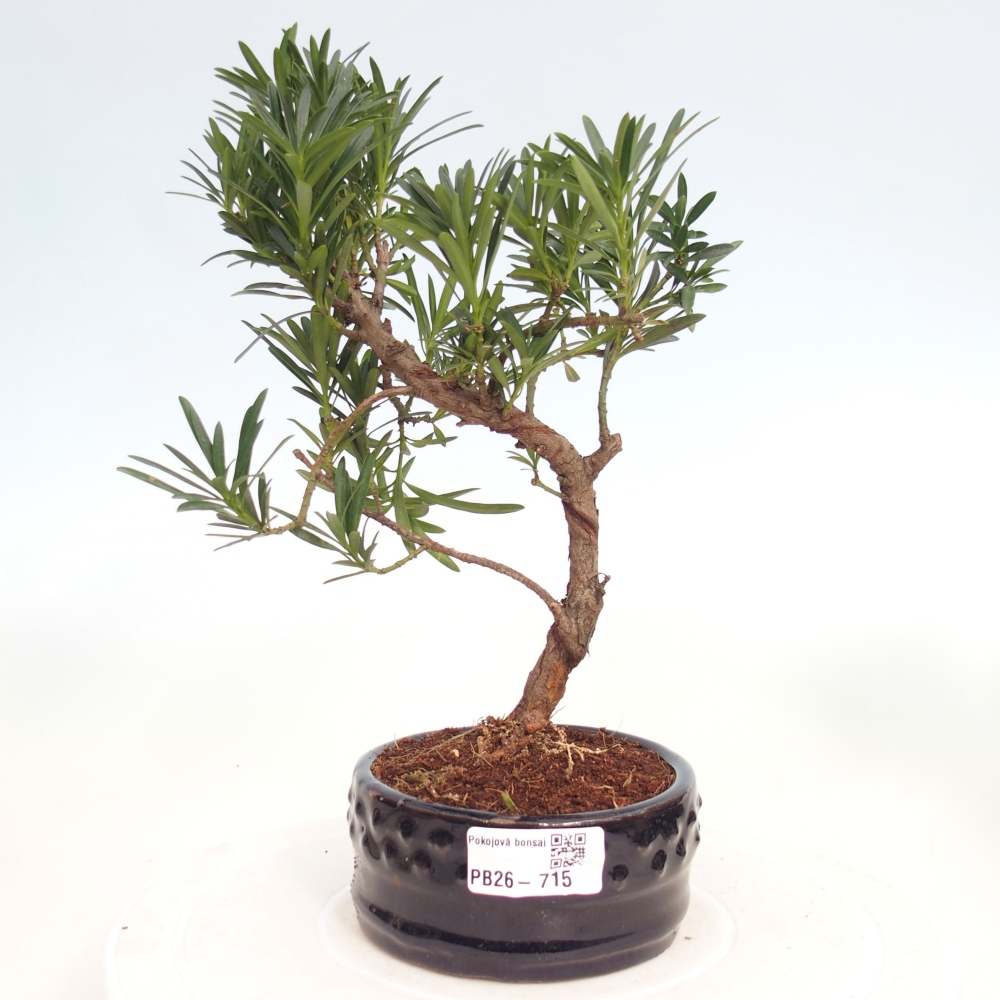 Camera bonsai - Podocarpus - Tasso delle pietre