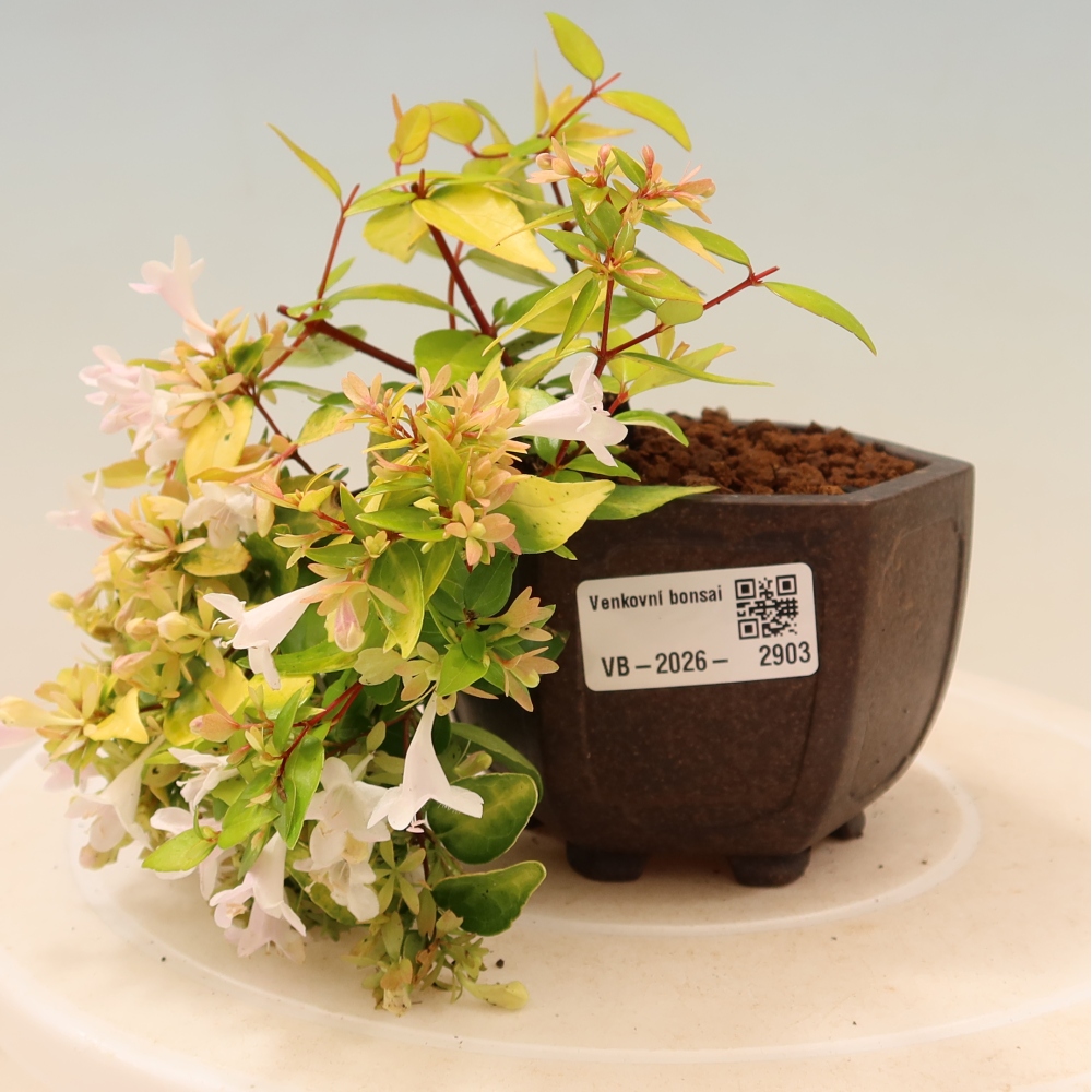 Bonsai da esterno - Abelia gr. Kleidoscope - Abelia a fiore grande
