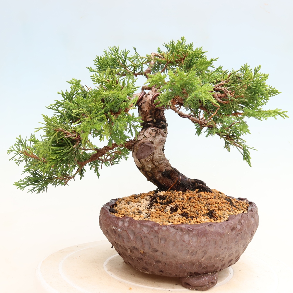 Bonsai da esterno - Juniperus chinensis Itoigawa-Juniperus chinensis