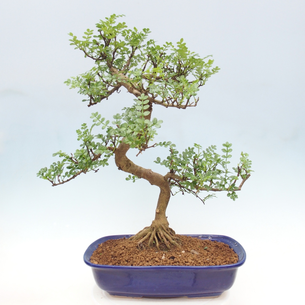 Camera bonsai - Zantoxylum piperitum - albero del pepe