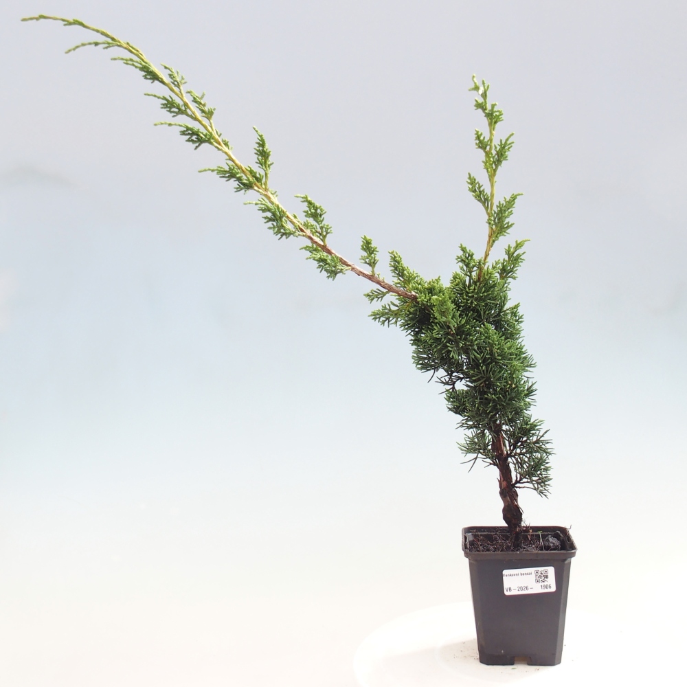 Bonsai da esterno - Juniperus chinensis Kishu