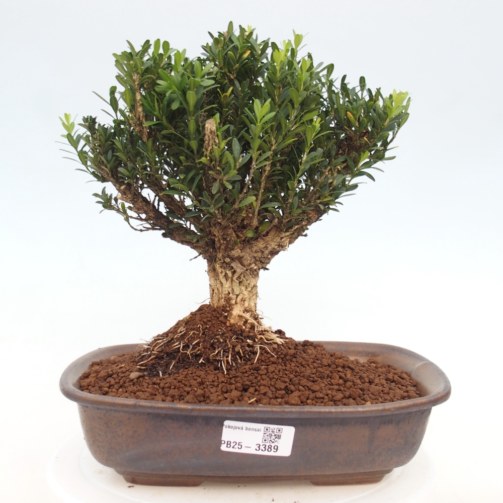 Camera bonsai - Buxus harlandii - buxus da sughero