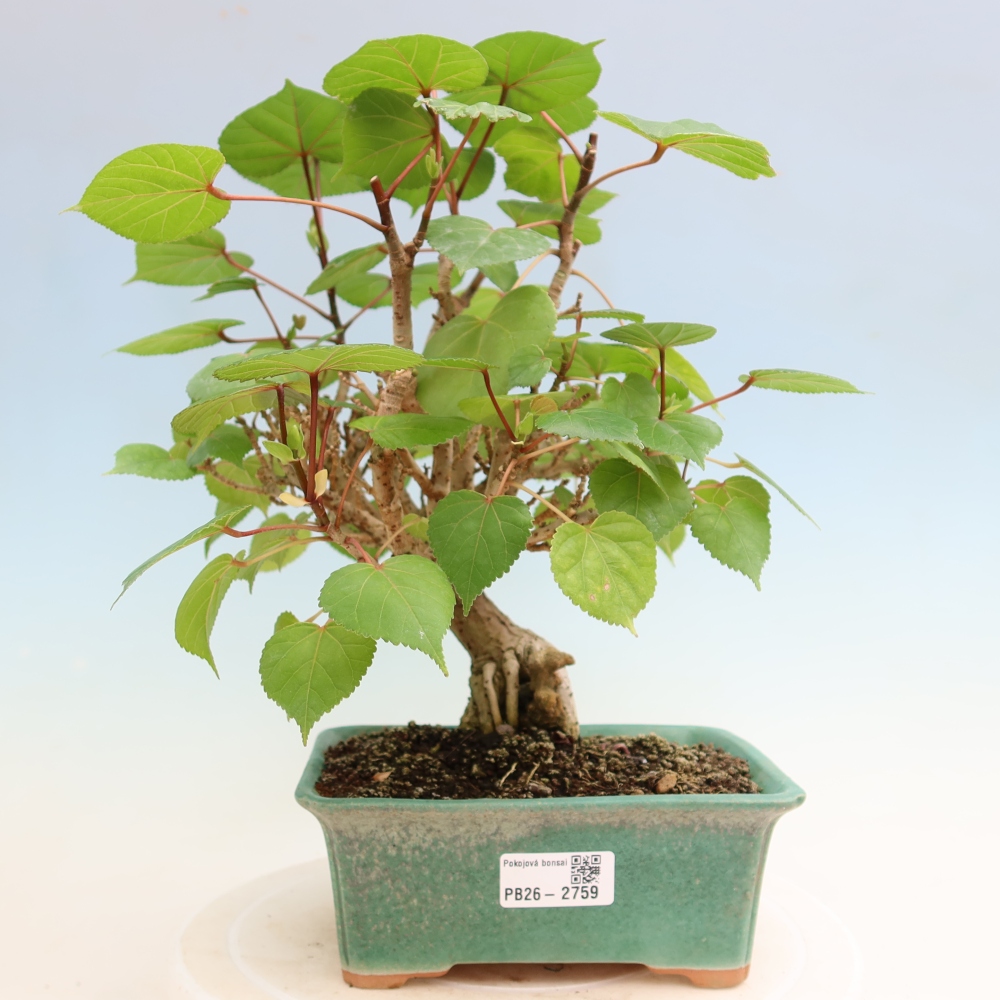 Bonsai da interno - Hibiscus tiliaceus - Ibisco marino