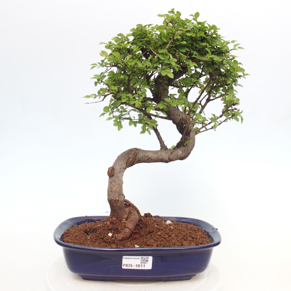 Camera bonsai - Ulmus parvifolia - Olmo a foglie piccole