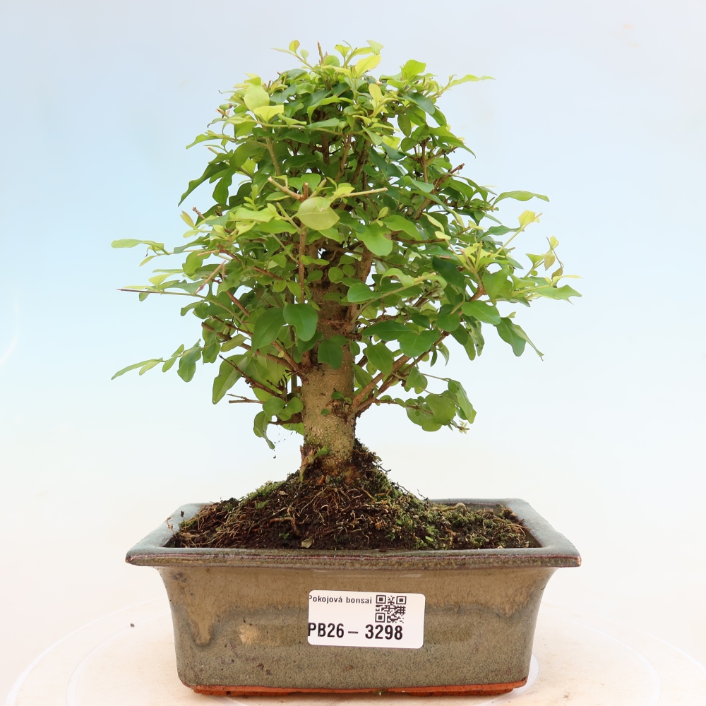 Camera bonsai -Ligustrum chinensis - Becco d'uccello