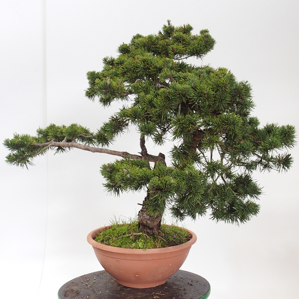 Yamadori - Pinus sylvestris Spagna