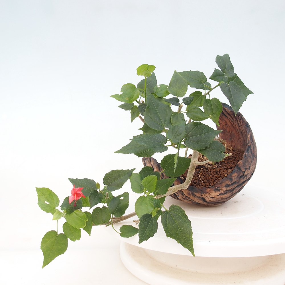 Bonsai da interno - Malvaviscus arboreus