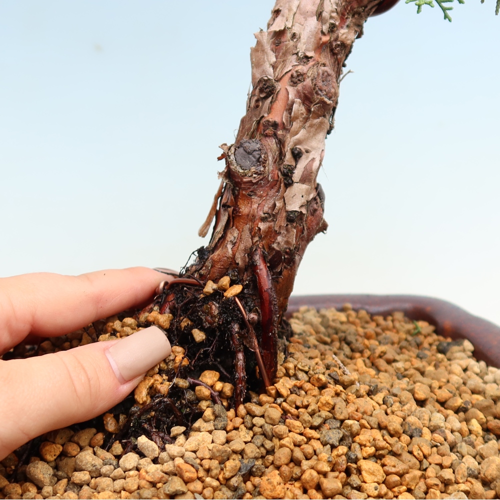 Bonsai da esterno - Juniperus chinensis Kishu