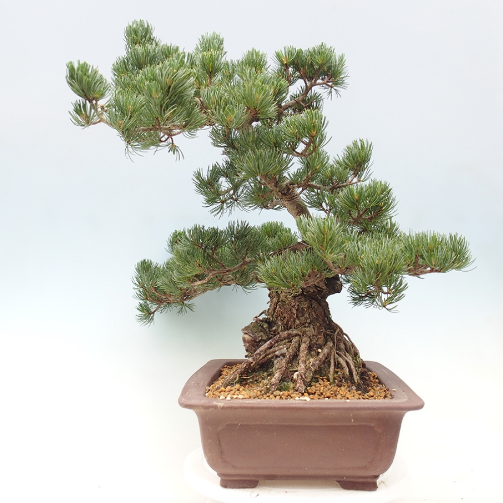 Bonsai da esterno - Pinus parviflora - Pinus parviflora