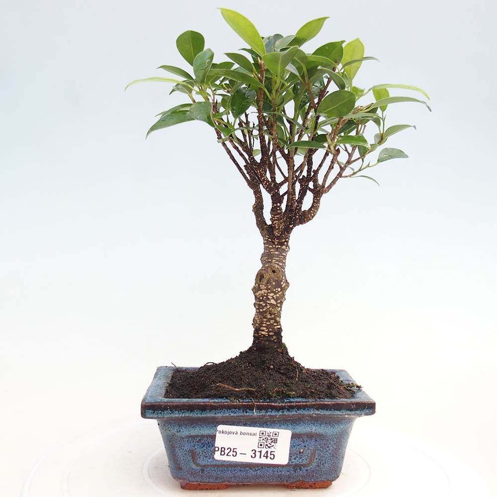 Camera bonsai Ficus retusa kimmen