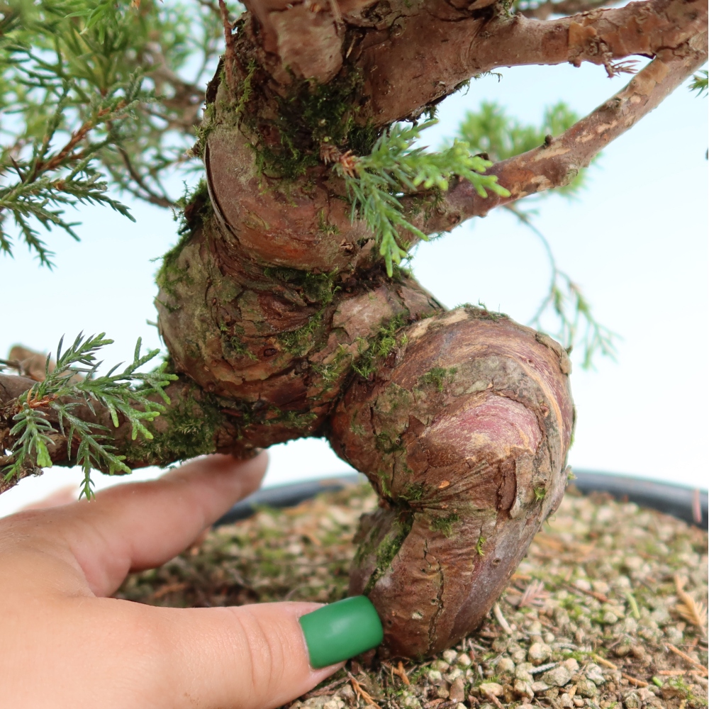 Bonsai da esterno - Juniperus chinensis Itoigawa-Juniperus chinensis