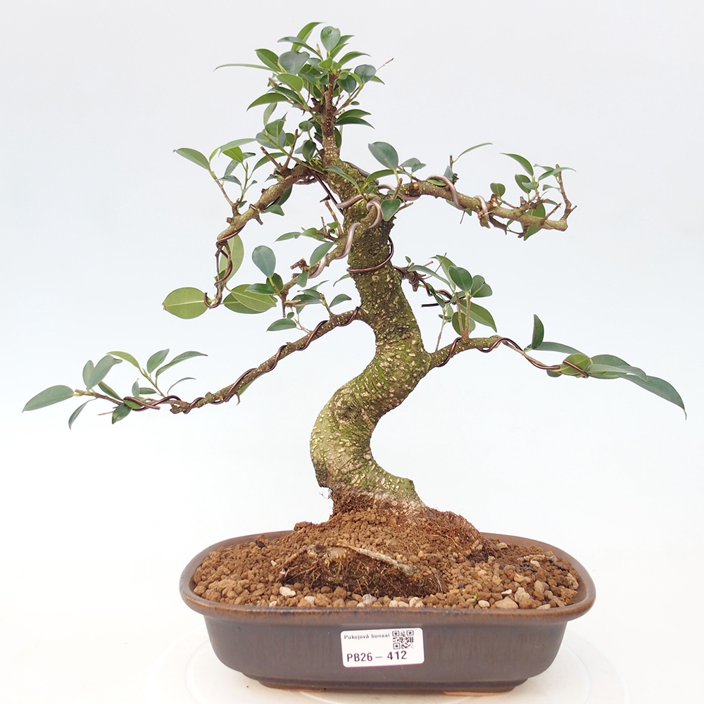 Camera bonsai - Ficus retusa - ficus a foglie piccole