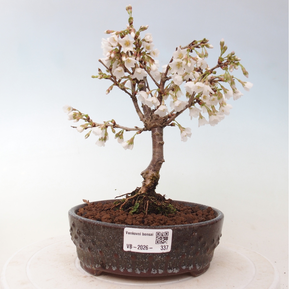 Bonsai da esterno - Prunus incisa Kojou-no mai-Plivon ritagliato