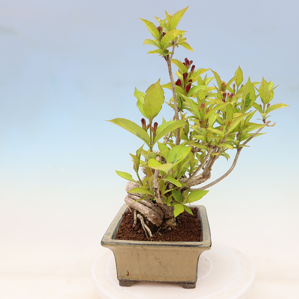 Bonsai da esterno - Weigela subsessilis - Weigela coreana