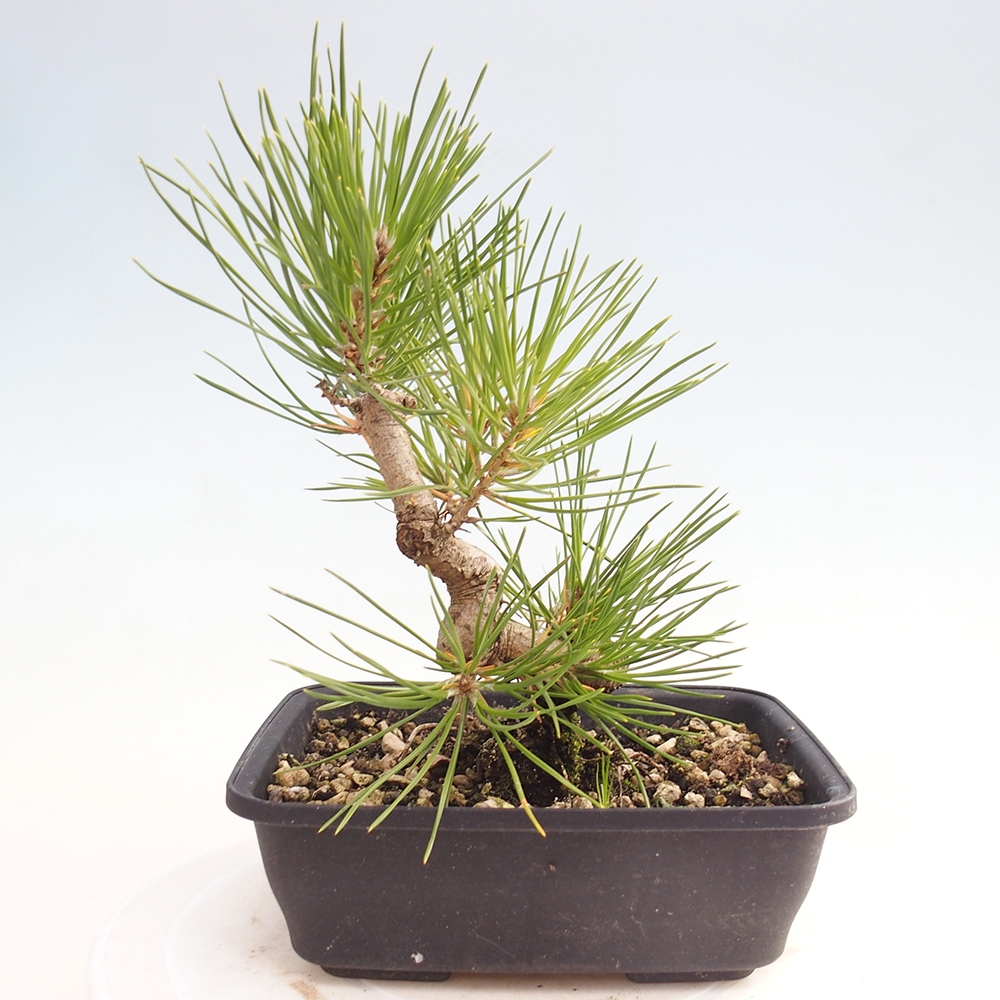 Bonsai da esterno - Pinus thunbergii - Pino di Thunberg