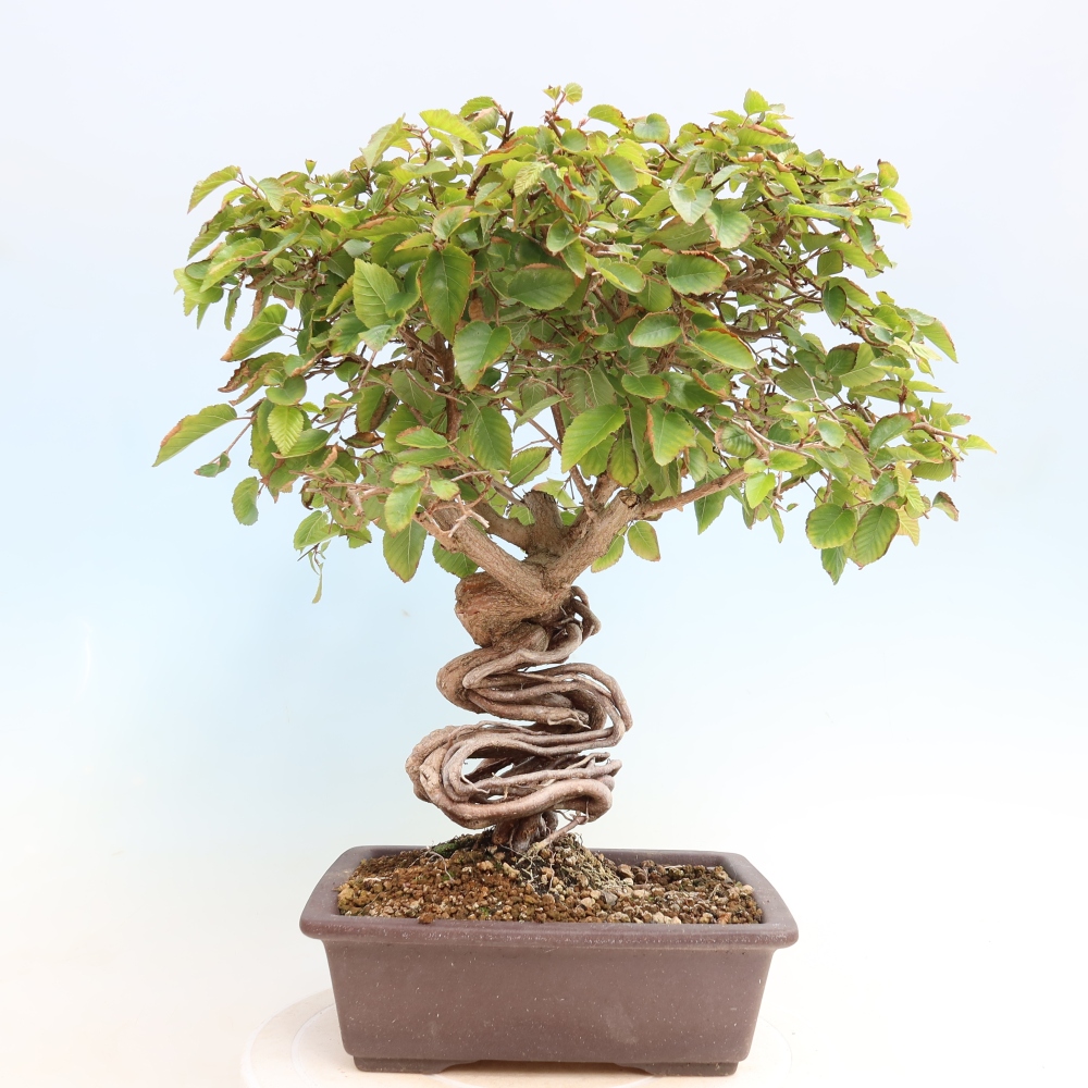 Bonsai da esterno -Carpinus CARPINOIDES - Carpino coreano