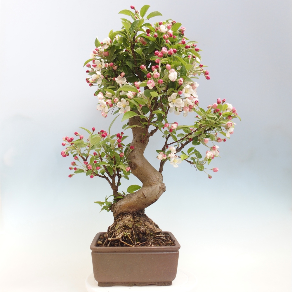 Bonsai da esterno -Malus halliana - Melo a frutto piccolo