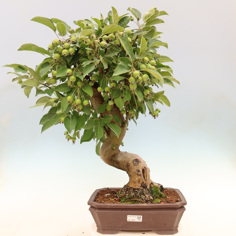 Bonsai da esterno -Malus halliana - Melo a frutto piccolo